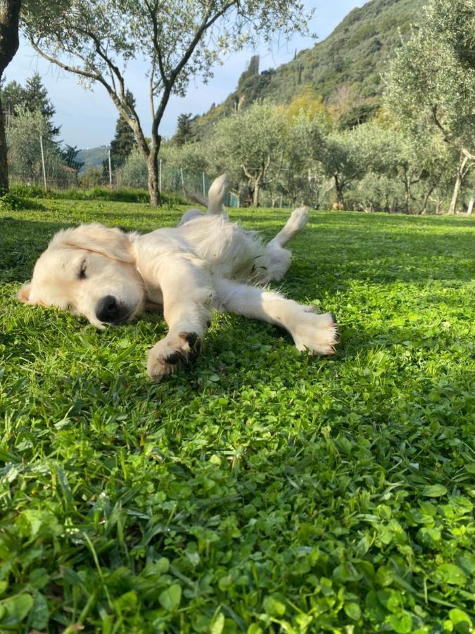 Sotto Il Cielo Di Toscana Appartamenti In Tenuta Only Adults No Pet Camaiore Luaran gambar