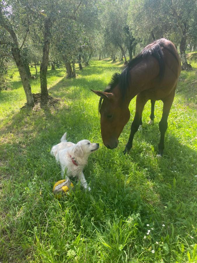 Sotto Il Cielo Di Toscana Appartamenti In Tenuta Only Adults No Pet Camaiore Luaran gambar